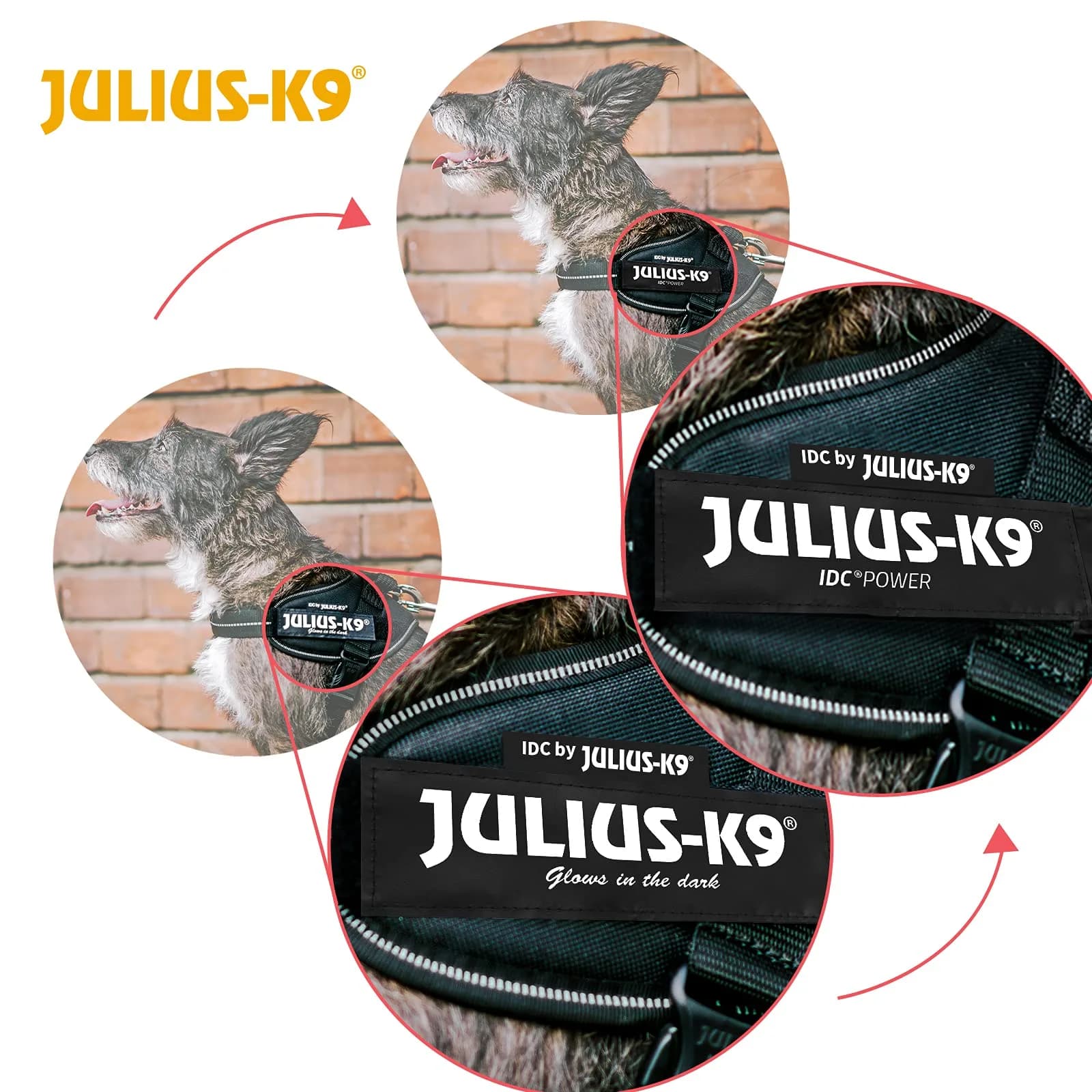 Julius-K9 IDC Powerharness Dog Harness, Baby 2 (2XS) Blue | 13-17.5 inch Chest, 4.5-11 lb Dog - view 4