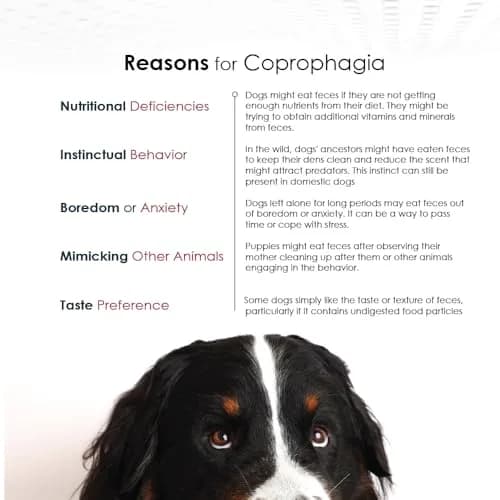 Pet Health Solutions Nixit Anti-Coprophagy Supplement Granules 10.5 oz | Deters Stool Eating with Natural Fish & Chicken Liver Flavors thumbnail 5