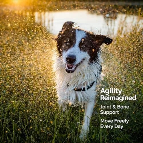 Vita-Tabs Silver Senior Dog Supplement 100 Chewables | Supports Bones, Joints, Energy & Immunity thumbnail 6