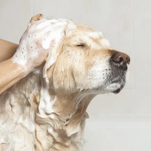 EfaLyt Hypoallergenic Pet Shampoo for Dogs, Cats & Horses | Moisturizing & Gentle, 12 fl oz thumbnail 2