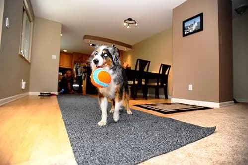 Chuckit! Indoor Fetch Ball Dog Toy, 4.75in, Orange & Blue | Gentle on Mouth, Long-Lasting Indoor Play thumbnail 5