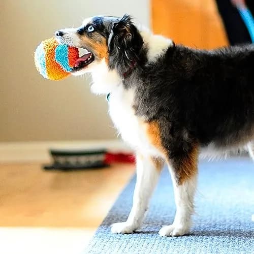 Chuckit! Indoor Fetch Ball Dog Toy, 4.75in, Orange & Blue | Gentle on Mouth, Long-Lasting Indoor Play thumbnail 6