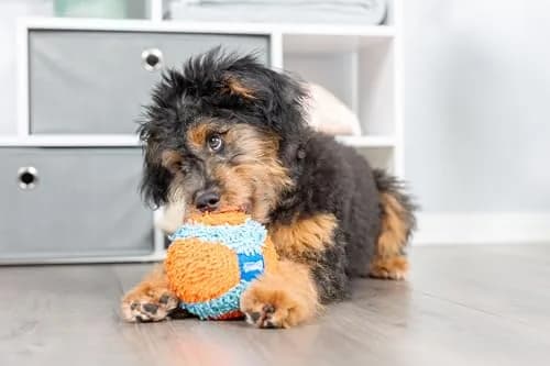 Chuckit! Indoor Fetch Ball Dog Toy, 4.75in, Orange & Blue | Gentle on Mouth, Long-Lasting Indoor Play thumbnail 2