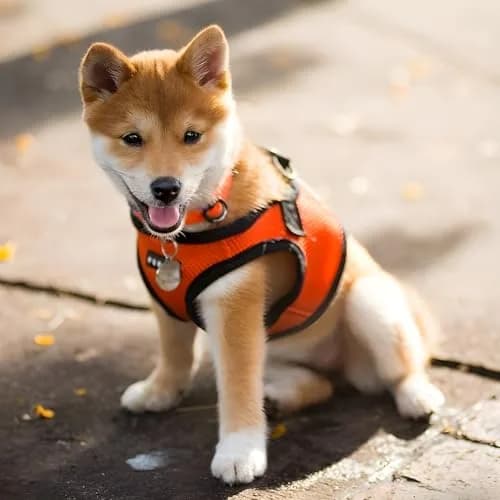 Puppia Soft Vest Harness Medium Orange | Adjustable Mesh Dog Harness for Comfort thumbnail 4