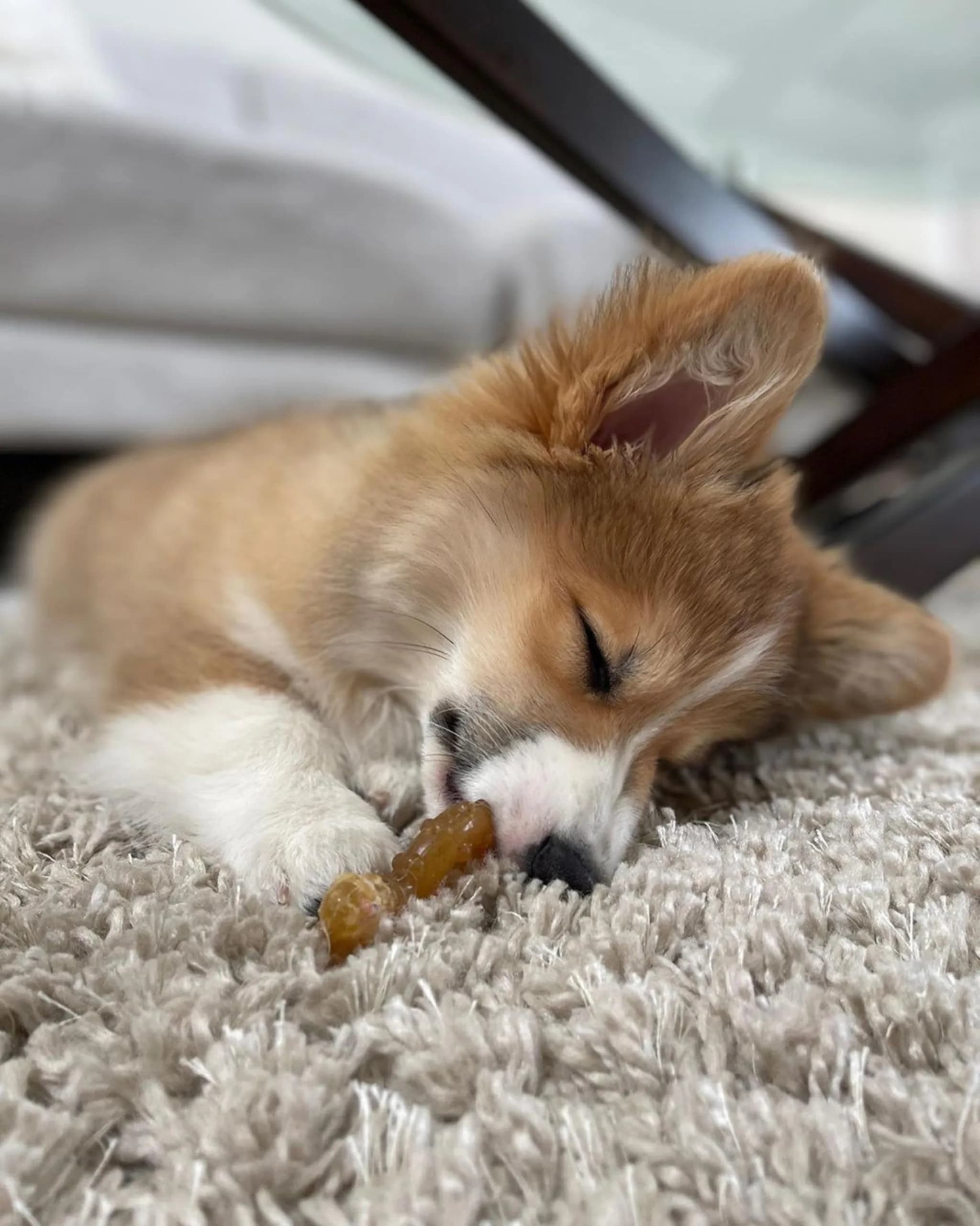 Nylabone Puppy Chew Teething Ring Bone Dog Toy, Chicken Flavor, X-Small (1.75 in Height x 3.75 in Length x 0.5 in Width) - view 8