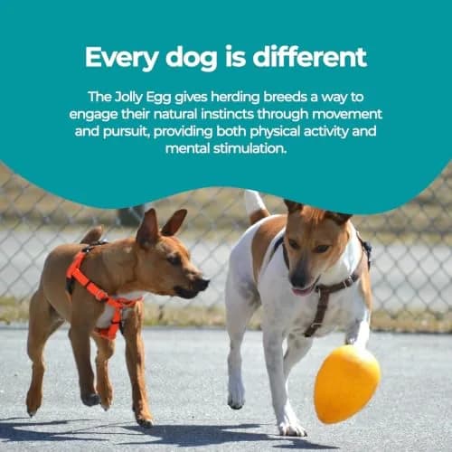 Jolly Pets Jolly Egg Herding Dog Toy, 8-inch (20.3 cm) Yellow | Unpredictable Chase & Float Fun thumbnail 5