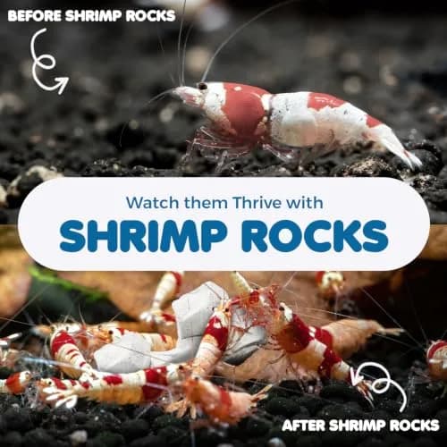SunGrow Shrimp Rocks - Calcium & Magnesium for Crustaceans, 60g (2 oz) | Enhances Color & Shell Health thumbnail 4