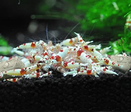 SunGrow Shrimp Rocks - Calcium & Magnesium for Crustaceans, 60g (2 oz) | Enhances Color & Shell Health thumbnail 7