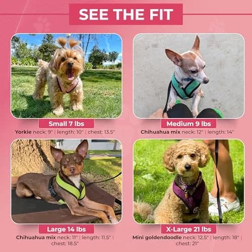 Gooby Comfort X Head-in Dog Harness, Choke-Free, Black, Small (11.75-15.5" Chest) thumbnail 5