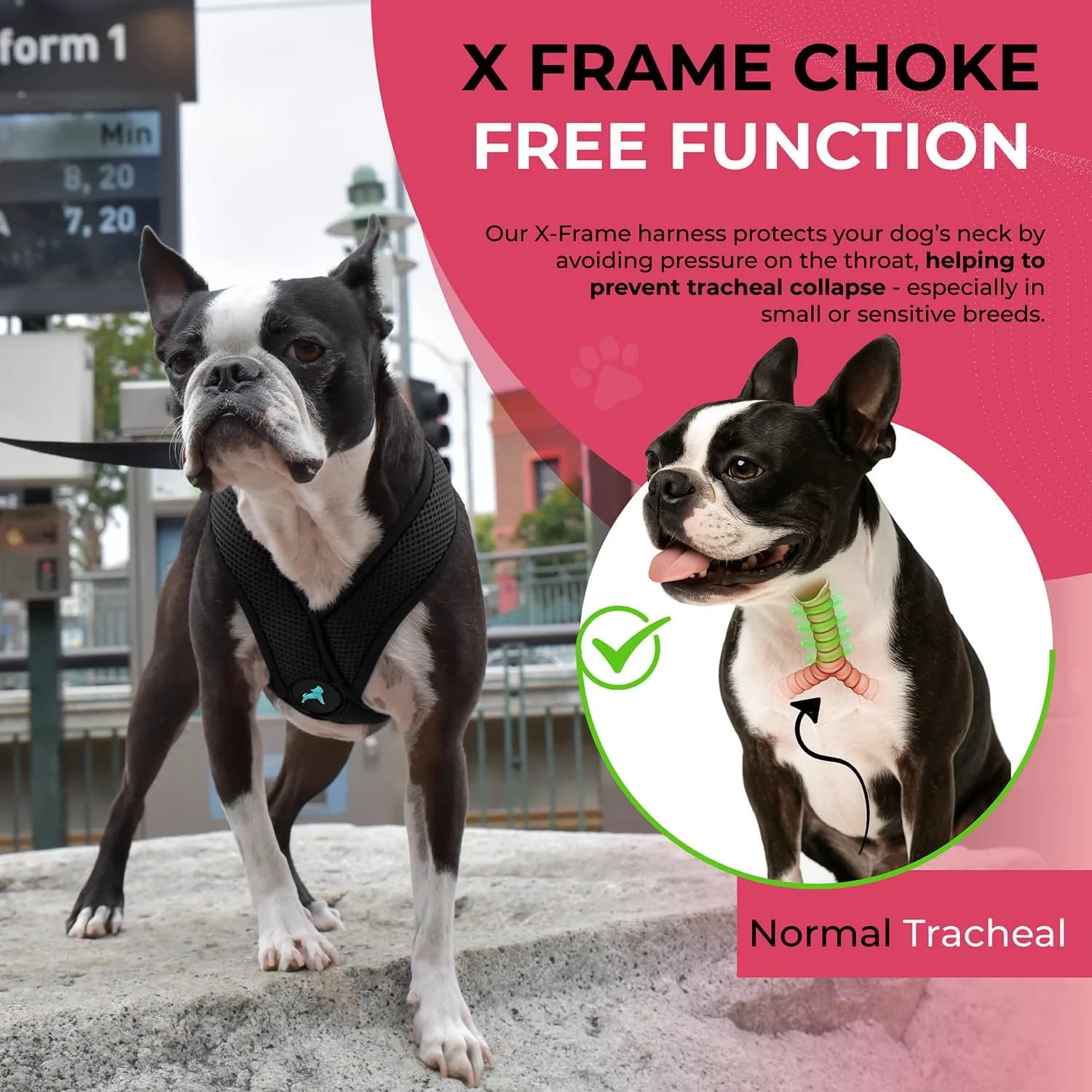 Gooby Comfort X Head-in Dog Harness, Choke-Free, Black, Small (11.75-15.5" Chest) - view 6