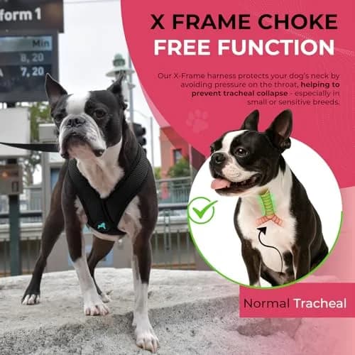 Gooby Comfort X Head-in Dog Harness, Choke-Free, Black, Small (11.75-15.5" Chest) thumbnail 6