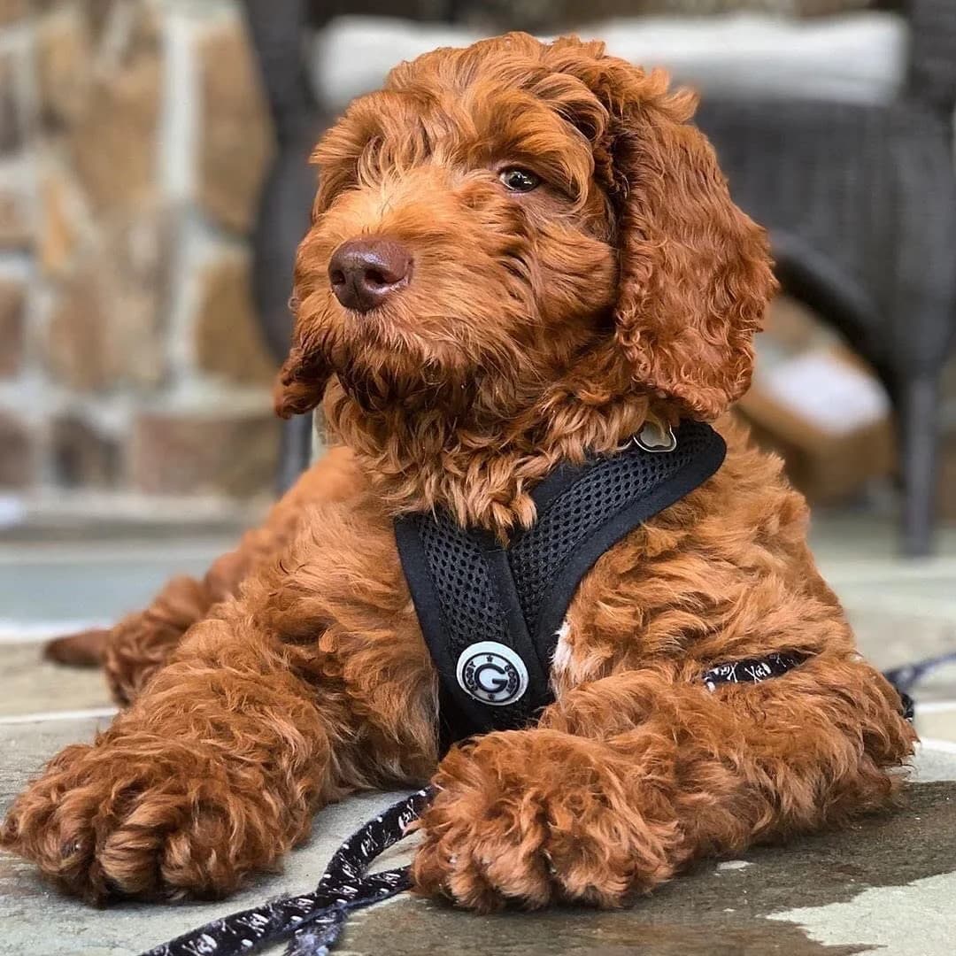 Gooby Comfort X Head-in Dog Harness, Choke-Free, Black, Large (17-22.5" Chest) | Patented X-Frame No-Pull Design - view 2