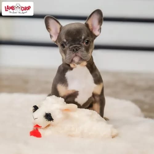 Multipet Lamb Chop Dog Plush Toy 15.24 cm (6") | Squeaky Soft Animal for All Dogs thumbnail 7