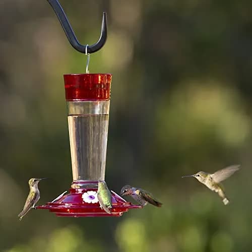 More Birds Ruby Hummingbird Feeder 295ml (10 Ounce) | Attracts More Birds with 4 Feeding Stations thumbnail 6
