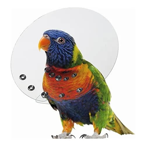 KONG Bird E-Collar 2-2.75/6" | Feather Picking & Scratching Relief thumbnail 1