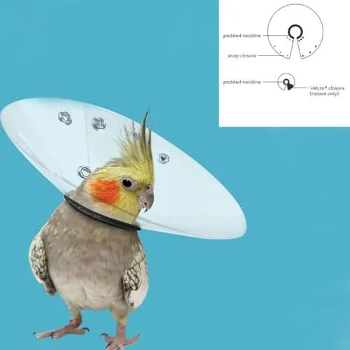 KONG Bird E-Collar 2-2.75/6" | Feather Picking & Scratching Relief thumbnail 2