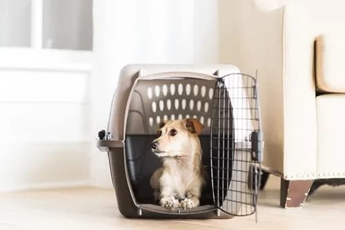 Petmate Dog Crate for Small Dogs & Cats 24in | Airline Approved, Easy to Clean, Durable Plastic thumbnail 6