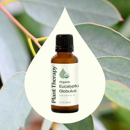 Plant Therapy Organic Eucalyptus Globulus Essential Oil 30 mL | Respiratory & Focus Support thumbnail 3