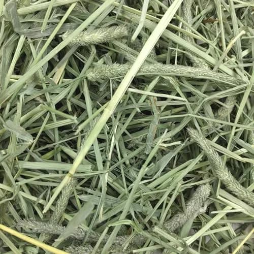 Oxbow Western Timothy Hay for Rabbits & Guinea Pigs, 2551 g (90 oz) | High Fiber, USA-Grown thumbnail 5