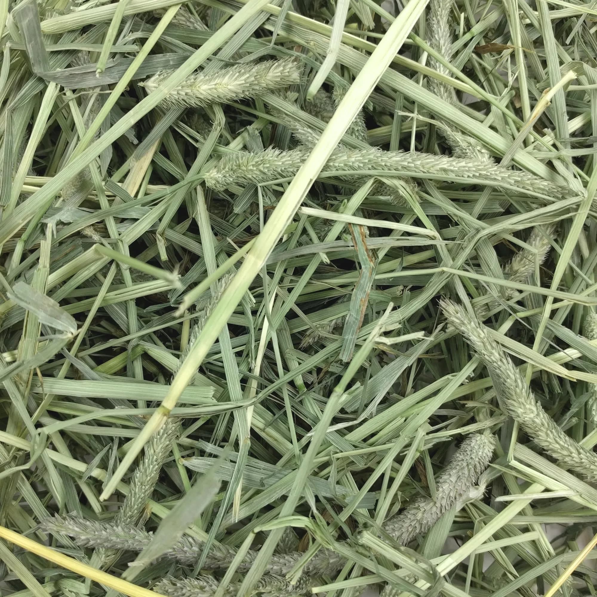 Oxbow Western Timothy Hay for Rabbits & Guinea Pigs, 2551 g (90 oz) | High Fiber, USA-Grown - view 5