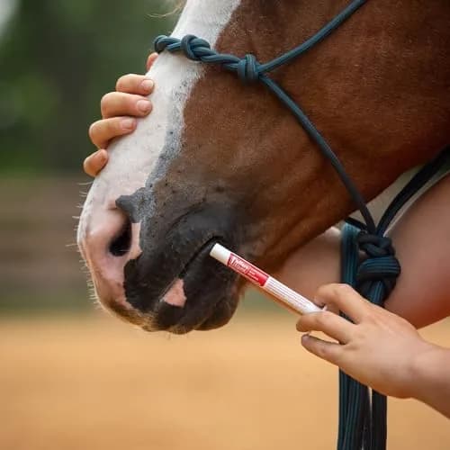 Jeffers Ivermectin Gel Dewormer for Horses 1.87% | Apple Flavored | 1 Pack thumbnail 9