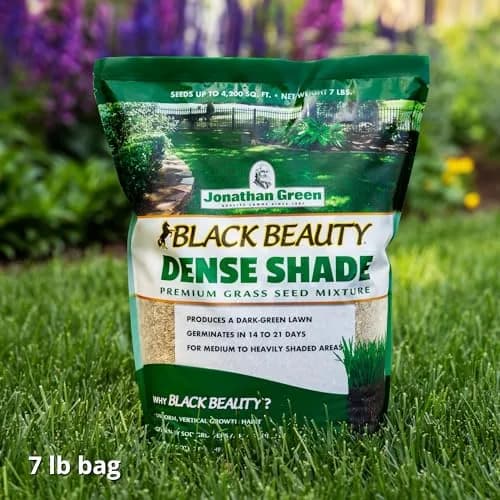 Jonathan Green Black Beauty Dense Shade Grass Seed 3.18 kg (7 lb) | Cool Season Lawn Seed for Partial Sun thumbnail 4