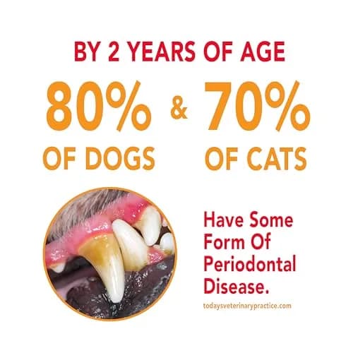 Petrodex Dog Toothpaste Peanut Flavor 70.8g (2.5oz) | Cleans Teeth & Freshens Breath thumbnail 3