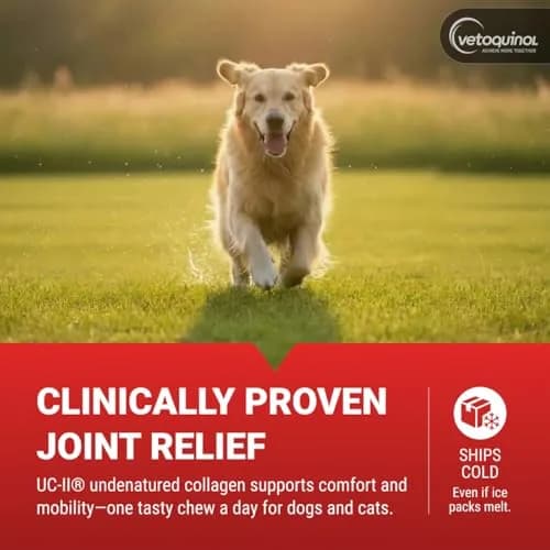 Vetoquinol Azodyl Probiotic Supplement 90 Count Capsules | Essential Kidney Support for Dogs & Cats thumbnail 2