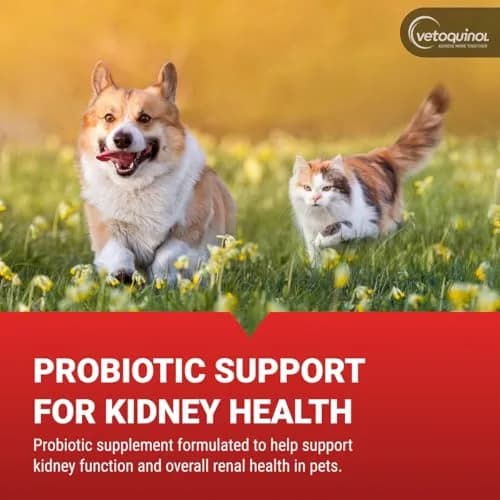 Vetoquinol Azodyl Probiotic Supplement 90 Count Capsules | Essential Kidney Support for Dogs & Cats thumbnail 3