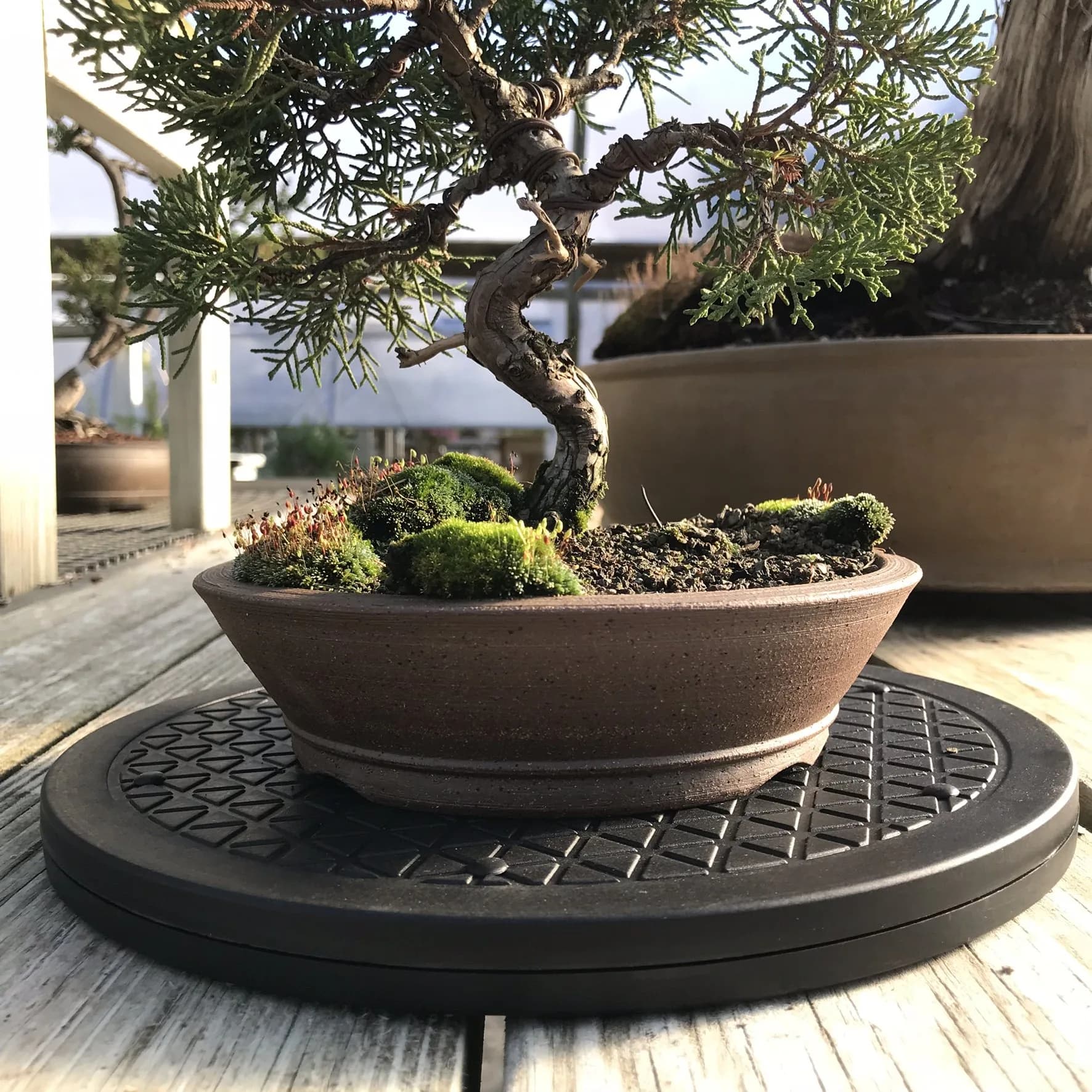 Mighty Mini Bonsai Tree Turntable 12.5 inch (31.75 cm) Base | Smooth 360-Degree Rotation for Easy Pruning & Display - view 4
