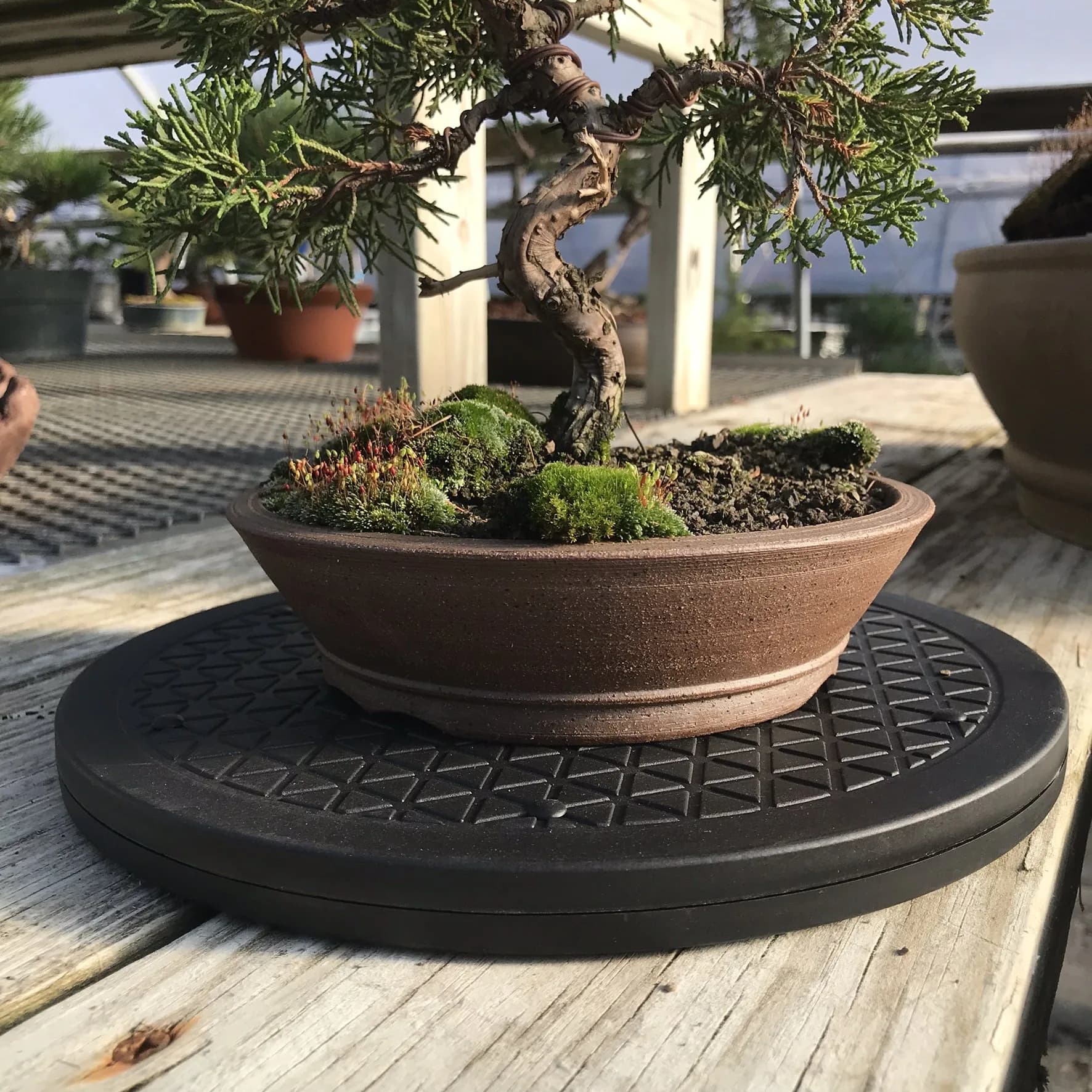 Mighty Mini Bonsai Tree Turntable 12.5 inch (31.75 cm) Base | Smooth 360-Degree Rotation for Easy Pruning & Display - view 5