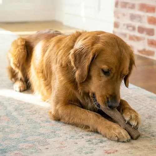 Pupstages Dogwood Stick Dog Chew Toy, Large 8" (20.3 cm) | Durable Wood Blend for Moderate Chewers thumbnail 5