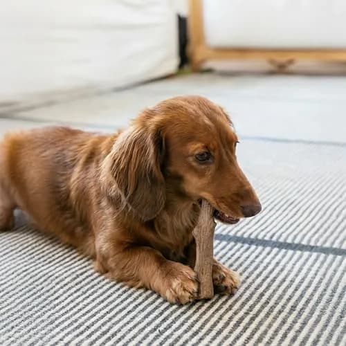Pupstages Dogwood Stick Dog Chew Toy Small 5.4" | Real-Wood Blend for Moderate Chewers thumbnail 6