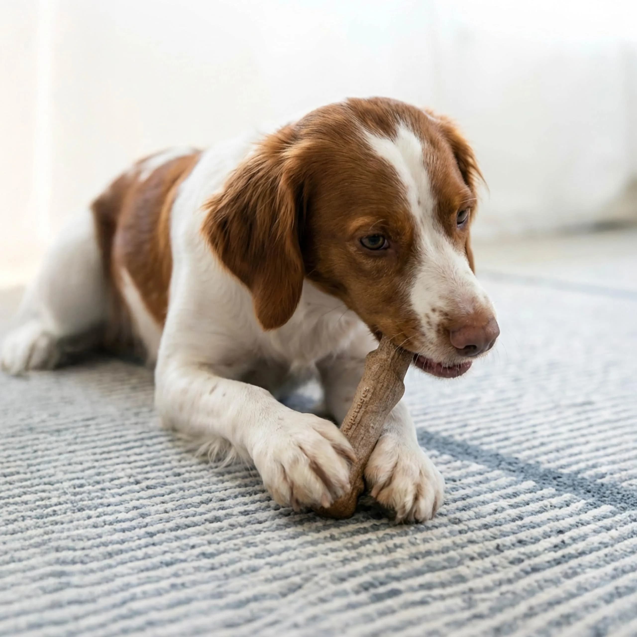 Pupstages Dogwood Stick Dog Chew Toy Medium 7.4" | Real-Wood Blend for Moderate Chewers - view 5