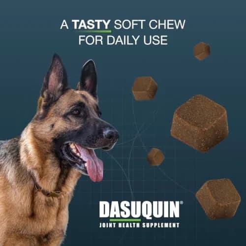 Nutramax Dasuquin Joint Support for Large Dogs 150 Soft Chews | Supports Healthy Joints & Cartilage thumbnail 4