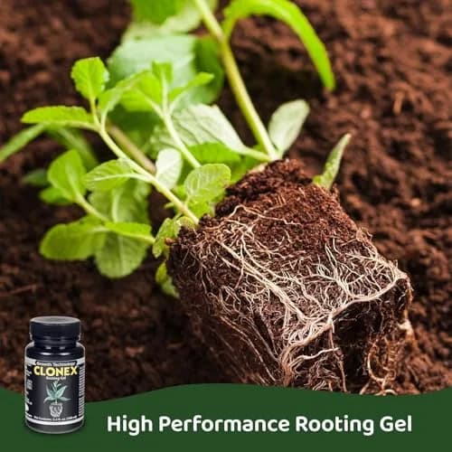 Clonex Rooting Gel 946ml (1 Quart) | High-Performance Rooting Compound for Plant Cuttings thumbnail 4