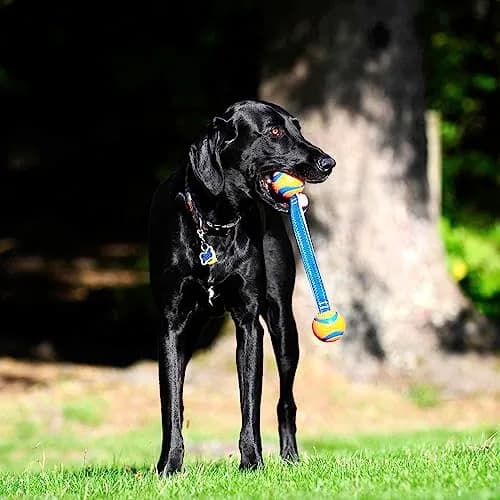 Chuckit! Ultra Duo Tug Toy for Small Dogs (0-20 lbs) | Durable Tug & Fetch Toy for Indoor/Outdoor Play thumbnail 5