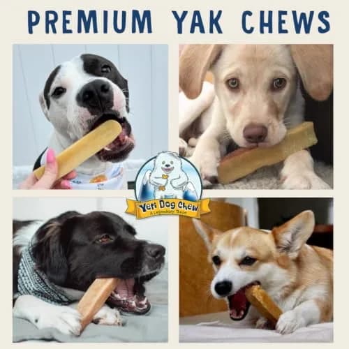 Yeti Himalayan Yak Cheese Dog Chew | Long-Lasting Medium 2.5 oz | Natural, Odor-Free thumbnail 9