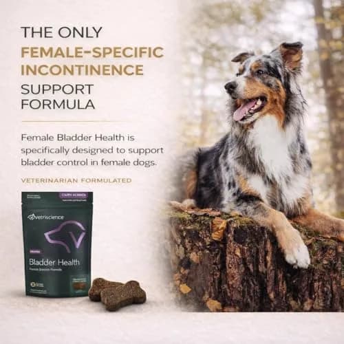 VetriScience Bladder Health Chews for Dogs, Chicken Flavor, 60 Count | Supports Bladder Control & Urinary Health thumbnail 3