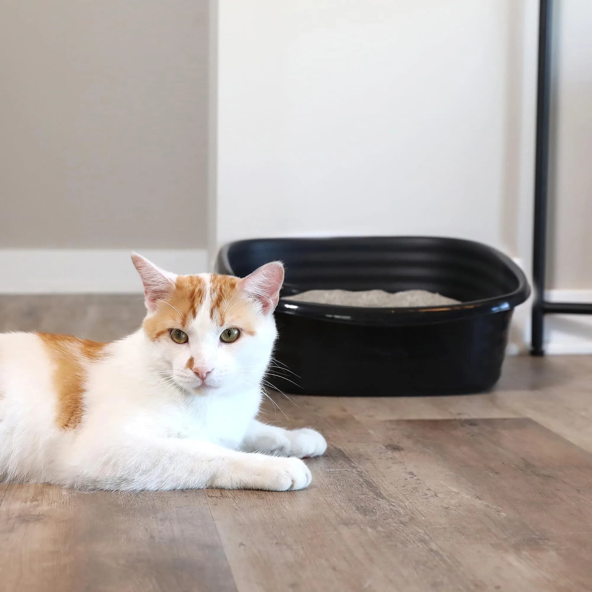 Arm & Hammer Simply Recycled Plastic Cat Litter Pan, Large, Black | Odor Control & Easy Clean - view 6