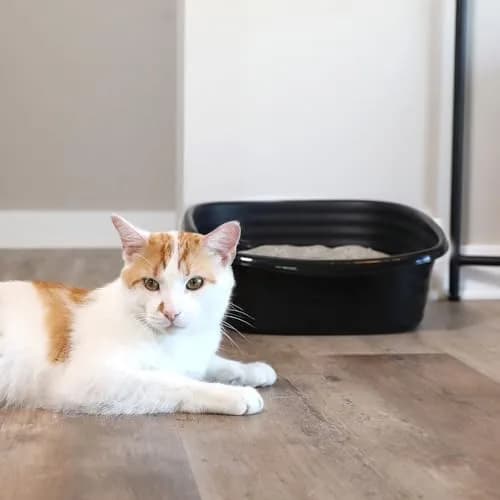 Arm & Hammer Simply Recycled Plastic Cat Litter Pan, Large, Black | Odor Control & Easy Clean thumbnail 6
