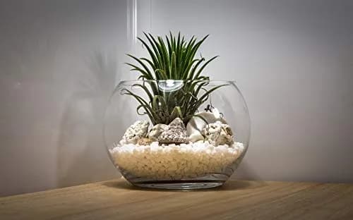 WGVI Large Glass Bubble Vase 23cm (9"D) | Handcrafted Clear Decorative Bowl for Home & Events thumbnail 6