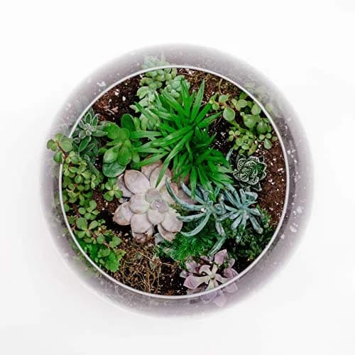 WGVI Large Glass Bubble Vase 23cm (9"D) | Handcrafted Clear Decorative Bowl for Home & Events thumbnail 7