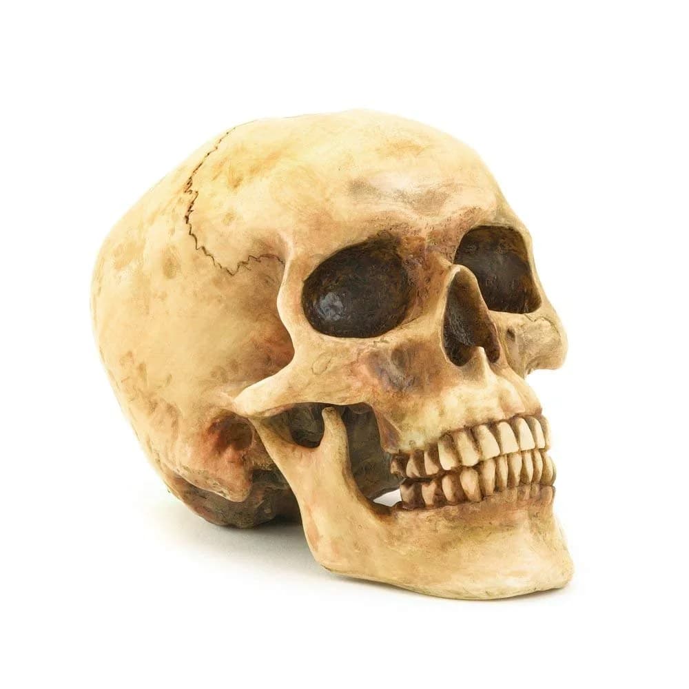 Gifts & Decors Human Skull Replica Home Décor 6.5x4.25x4.6" | Highly Realistic Gothic Accent