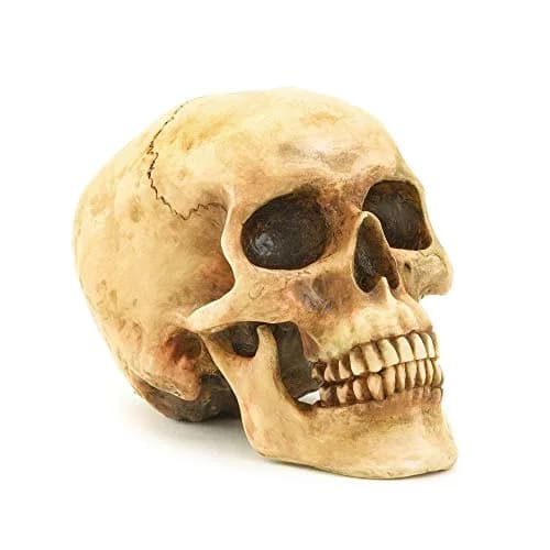 Gifts & Decors Human Skull Replica Home Décor 6.5x4.25x4.6" | Highly Realistic Gothic Accent thumbnail 1
