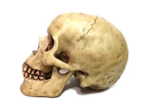 Gifts & Decors Human Skull Replica Home Décor 6.5x4.25x4.6" | Highly Realistic Gothic Accent thumbnail 2