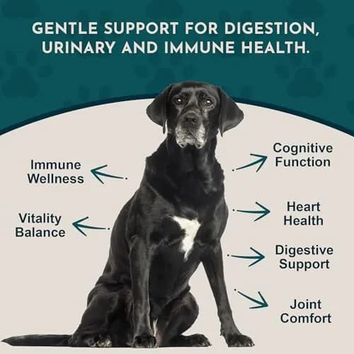 Animal Essentials Senior Support for Dogs & Cats Supplement - 2 fl Oz | Supports Mental & Physical Well-Being thumbnail 3