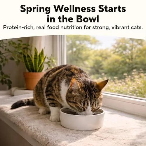 Dave's Pet Food Grain Free Canned Cat Food, Turkey & Giblets Pate, 12.5 oz | High-Protein, Grain-Free Nutrition thumbnail 5