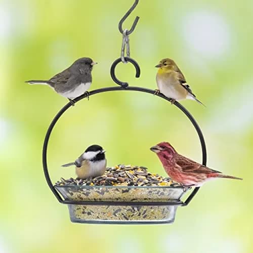 Audubon Park Songbird Bird Seed 14 lb | Supports Year-Round Feeding with Nutritious Blend thumbnail 7
