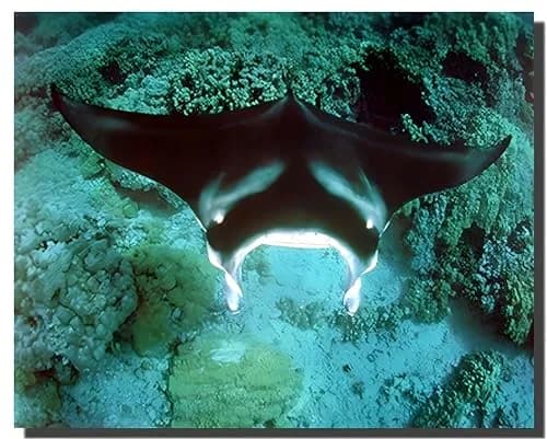 Impact Posters Gallery Underwater Ocean Animal Manta Ray Sea Life Wall Decor 16x20 | Vibrant Marine Scene thumbnail 1